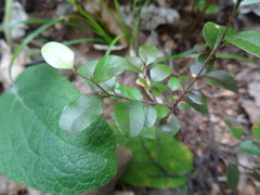 Nothofagus solandri