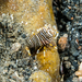 Bumblebee Shrimp - Photo (c) David R, some rights reserved (CC BY-NC), uploaded by David R