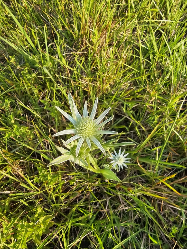 Marsh Rattlesnake Master from Duclay Forest, Jacksonville, FL 32244