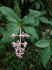 Medinilla formosana