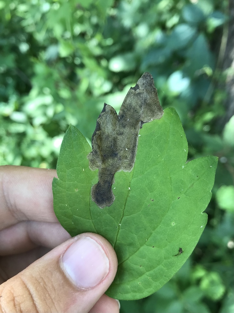 Phytomyza davisii