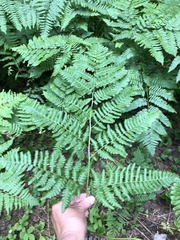 Pteridium aquilinum image
