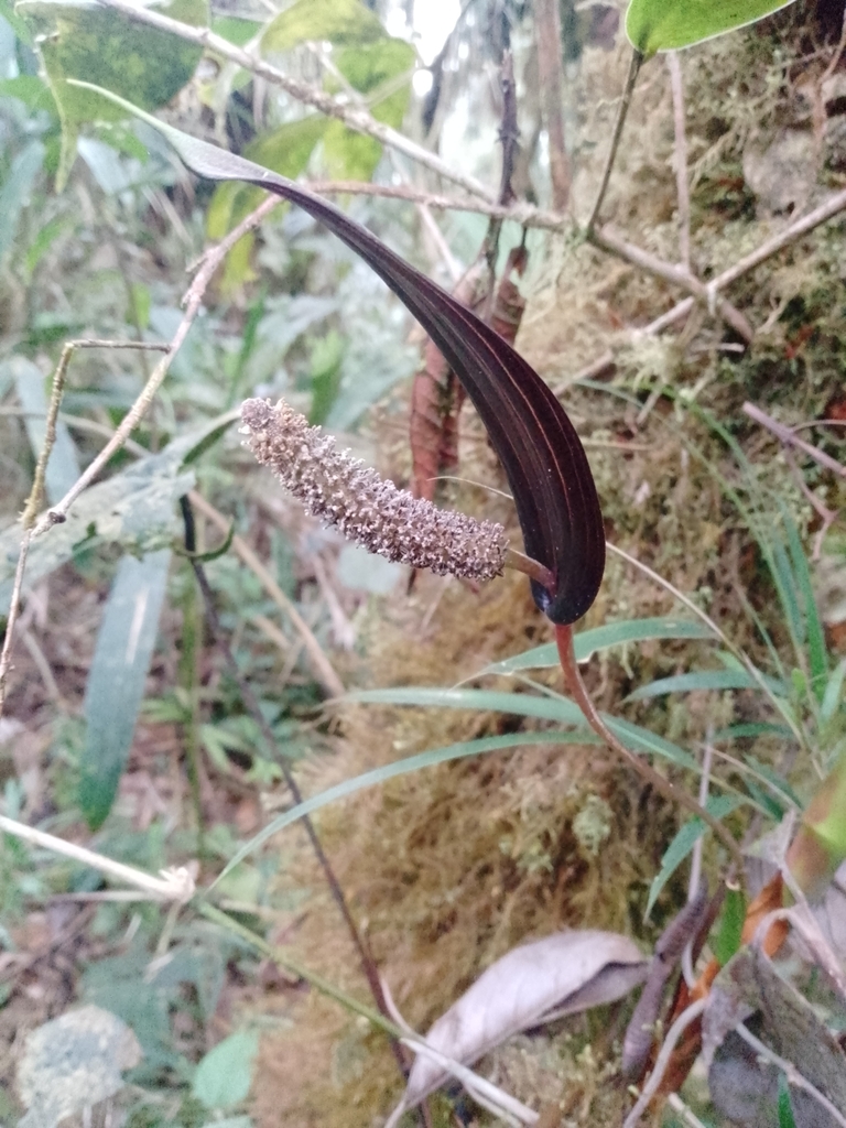 Anthurium variegatum