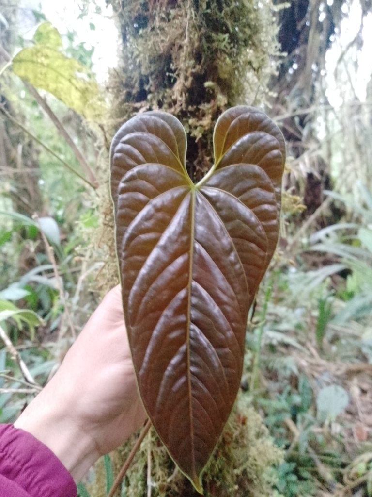 Anthurium variegatum 2