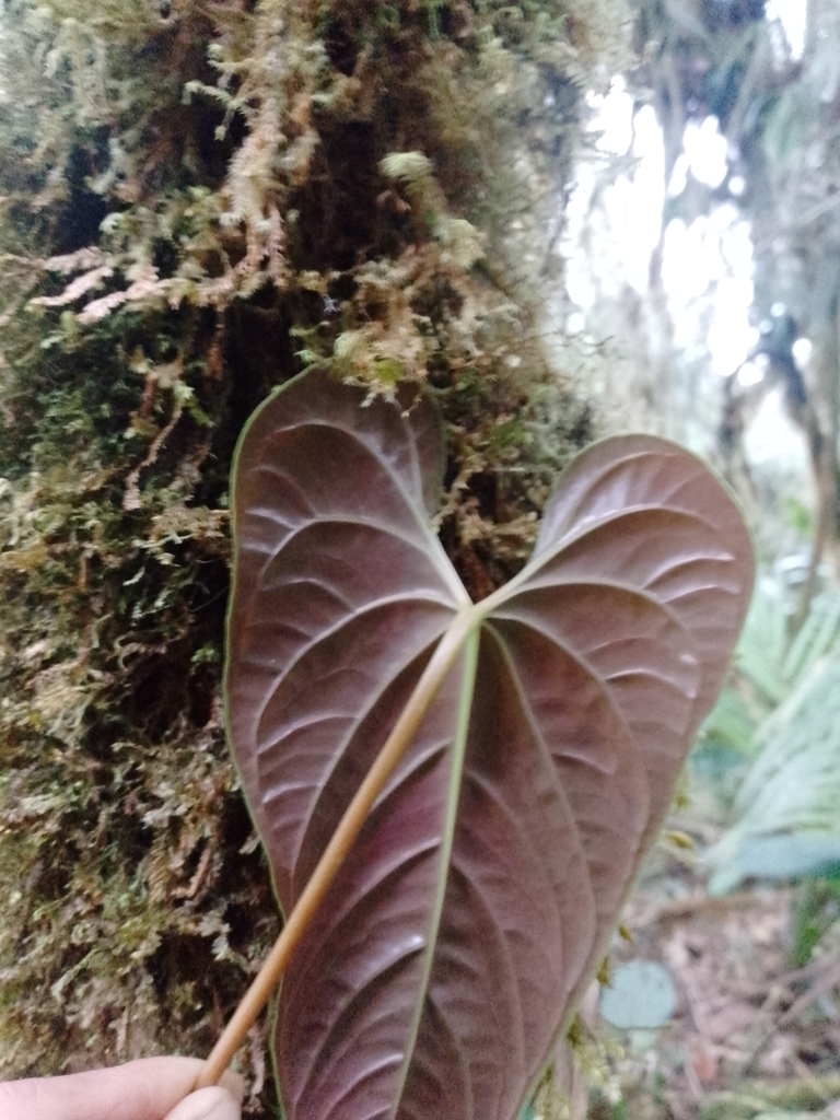 Anthurium variegatum 3