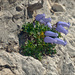 Crimped Bellflower - Photo (c) Amadej Trnkoczy, some rights reserved (CC BY-NC-SA)
