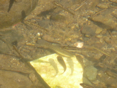 Fundulus parvipinnis