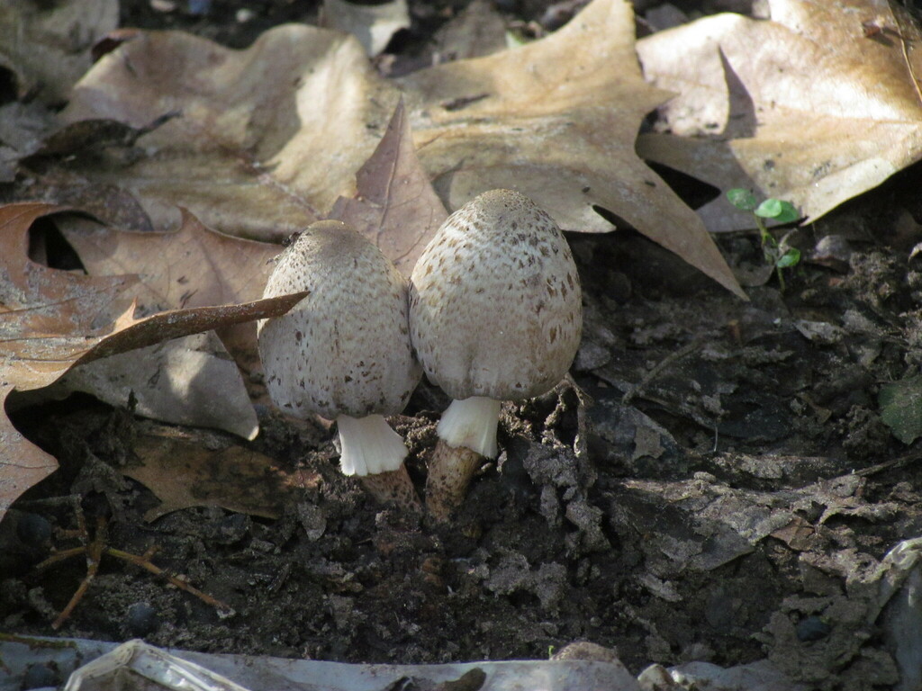 Coprinopsis romagnesiana · July 2023 · photo: © matiascabezas (iNaturalist, cc-by)