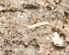 Diplura