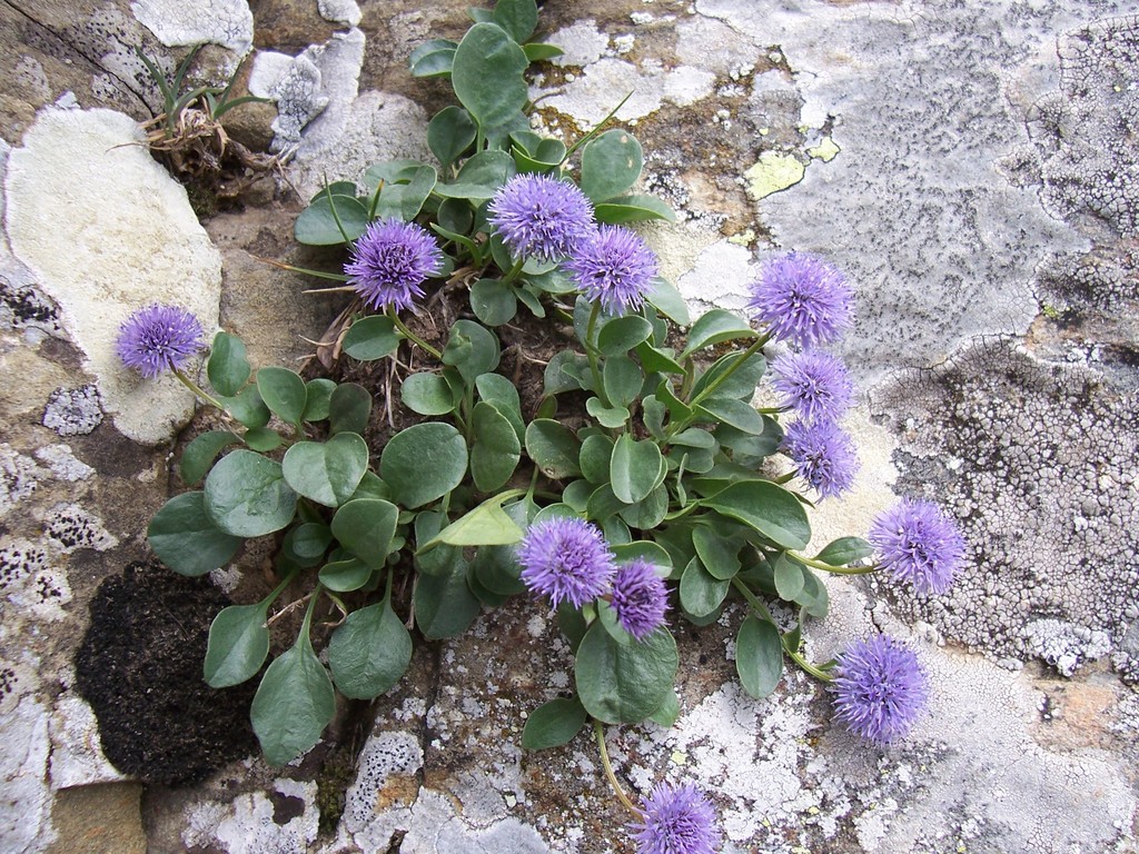 Apennine Globularia