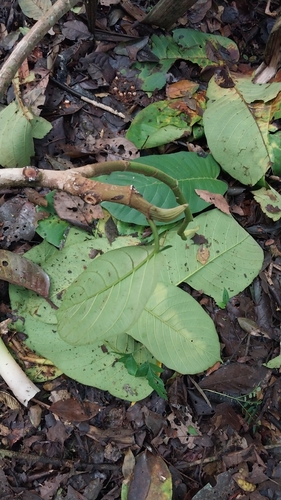 Castilla elastica - Leaves