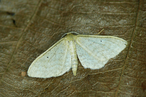 Idaea sylvestraria (Hübner)