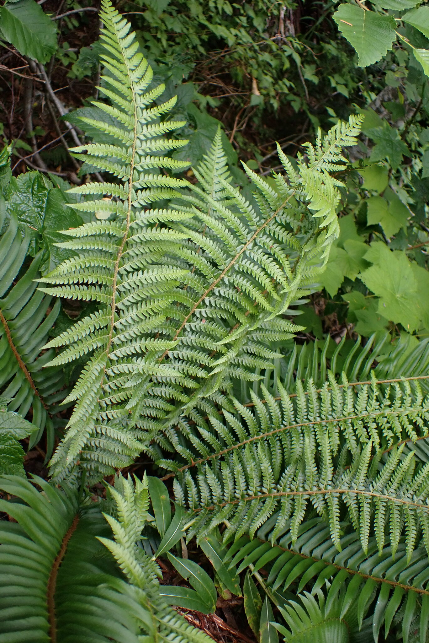 Polystichum andersonii