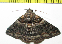 Pericyma atrifusa