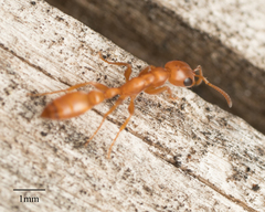Pseudomyrmex apache