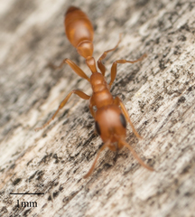 Pseudomyrmex apache
