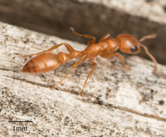 Pseudomyrmex apache