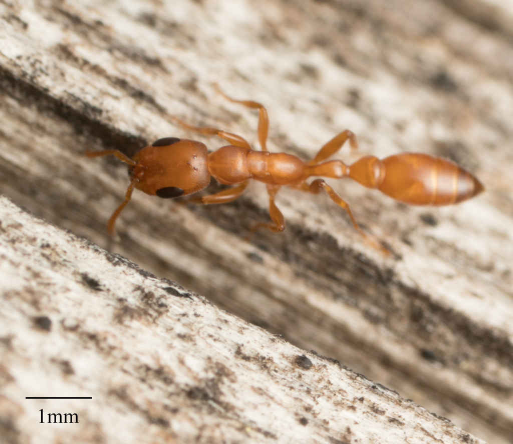 Pseudomyrmex elongatulus