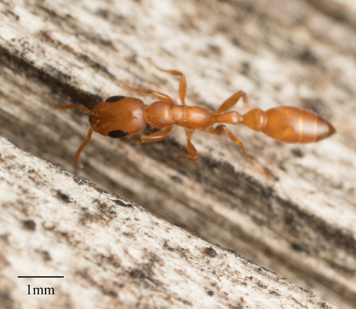 Pseudomyrmex elongatulus