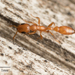 Elongatulus-group Twig Ants - Photo no rights reserved, uploaded by Jesse Rorabaugh