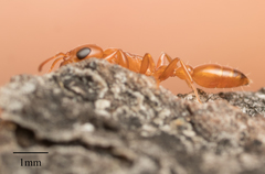 Pseudomyrmex apache