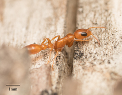 Pseudomyrmex apache
