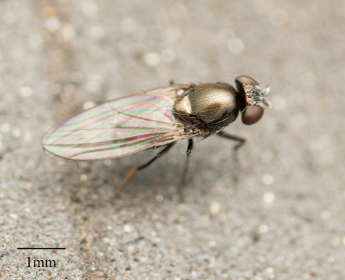 Ephydridae