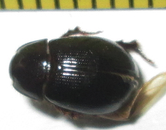 Hybosoridae