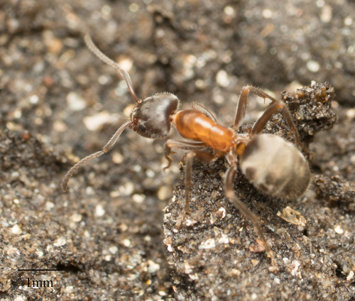 Western Velvety Tree Ant photo 5