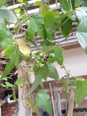 Passiflora suberosa