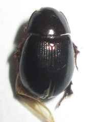 Hybosoridae