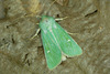 Burren Green - Photo (c) Michał Brzeziński, some rights reserved (CC BY-NC), uploaded by Michał Brzeziński