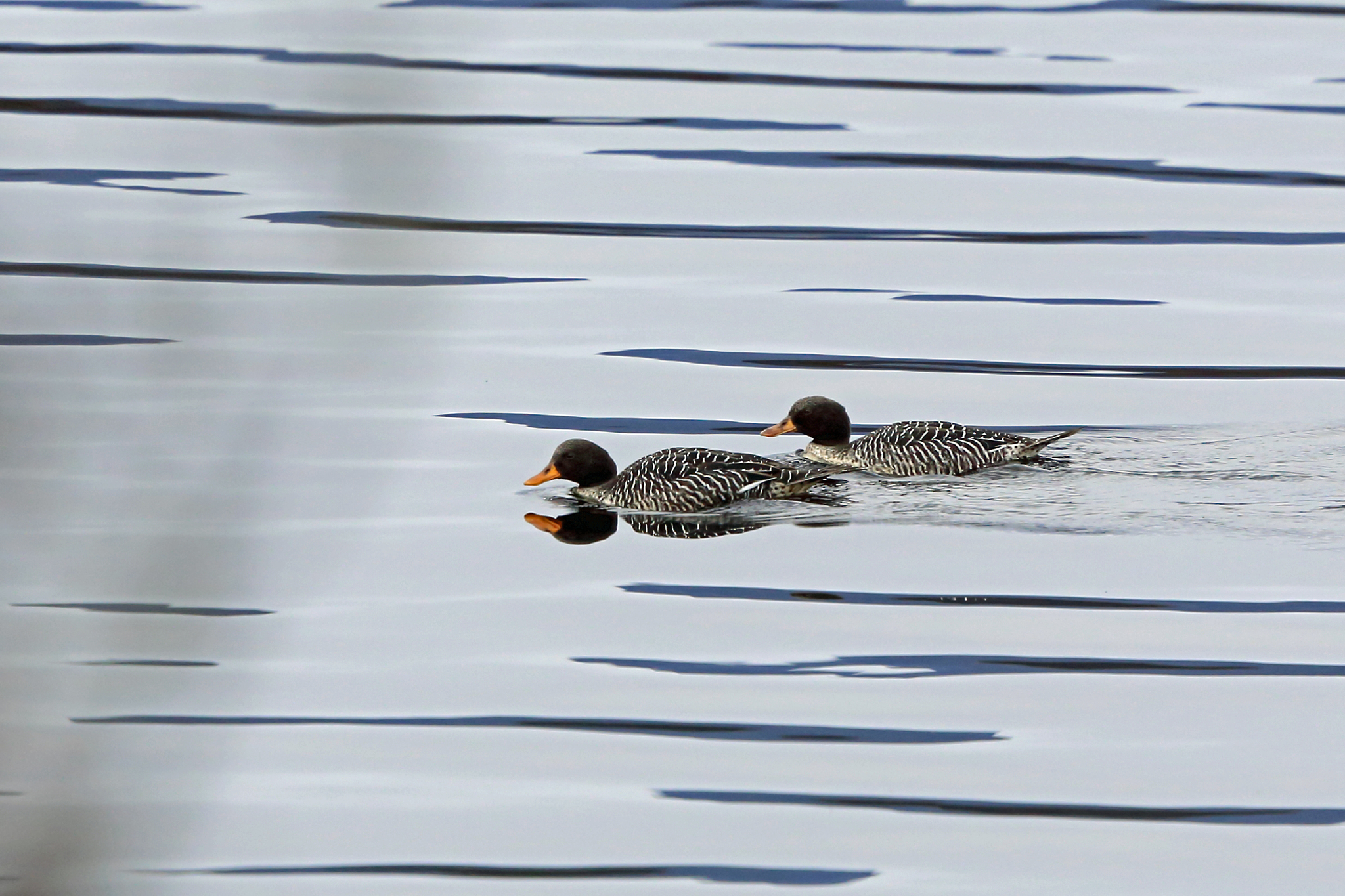 Salvadori's Teal (Salvadorina waigiuensis)