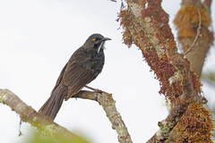 Short-Bearded Honeyeater photo 1