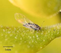 Bactericera cockerelli