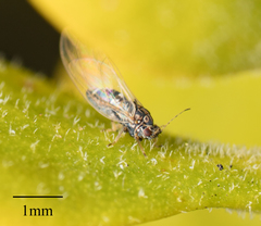 Bactericera cockerelli