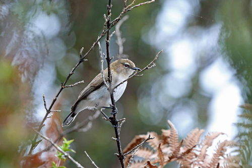 Brown-breasted Gerygone