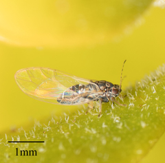 Bactericera cockerelli