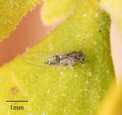 Bactericera cockerelli