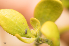 Bactericera cockerelli