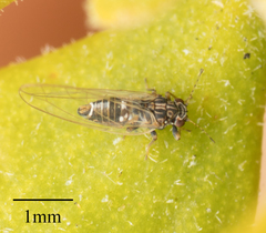 Bactericera cockerelli