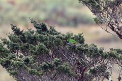 Painted Tiger-Parrot photo 1