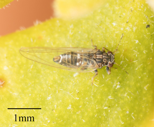 Potato Psyllid photo 3