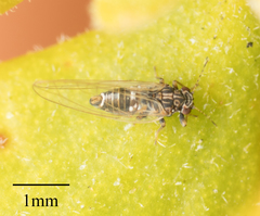 Bactericera cockerelli