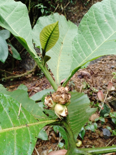 Solanum abitaguense