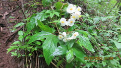 Begonia biserrata, photograph (c) Ulises Pinedo, some rights reserved (CC BY)