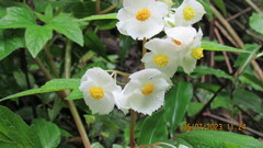 Begonia biserrata, photograph (c) Ulises Pinedo, some rights reserved (CC BY)