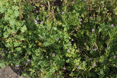 Erodium moschatum
