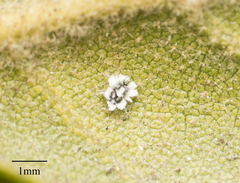 Aleuroplatus coronata