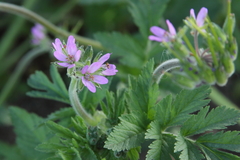Erodium moschatum
